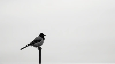 Monochrome Bird Resting On Metal Perch Minimalist