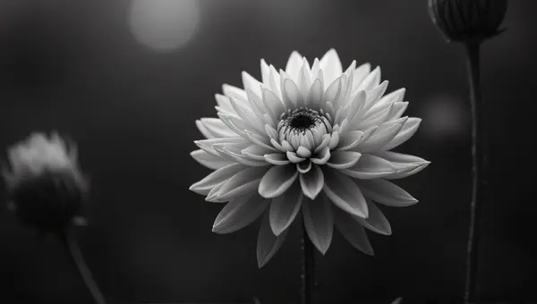 Monochrome Bloom With Layered Petals And Contrast