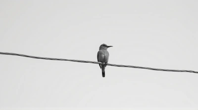 Monochrome Feathered Animal On Metal Cable