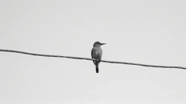 Monochrome feathered animal resting on a slender metal cable against a clear sky