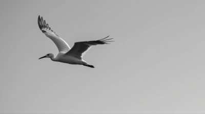 Monochrome Gliding Creature in Clear Sky