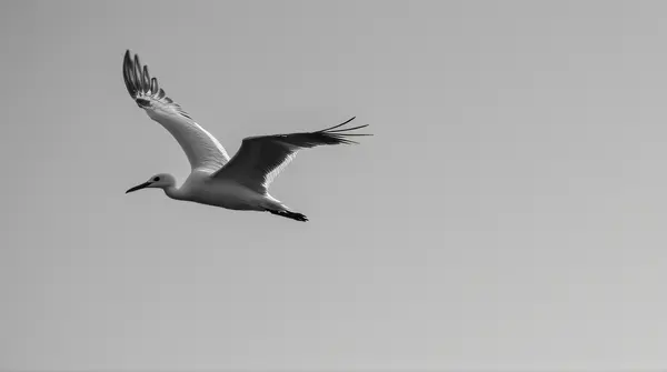 Monochrome feathered creature gliding smoothly through a clear sky with outstretched feathers.