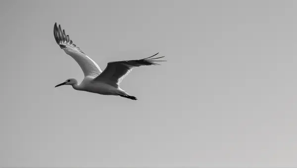 Monochrome Gliding Creature in Clear Sky