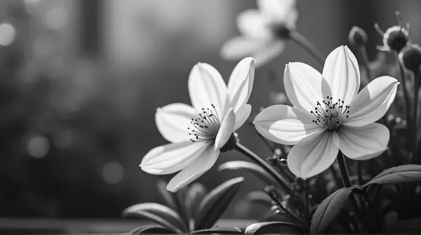 Monochrome image of pale blossoms softly lit in a garden corner with gentle background blur