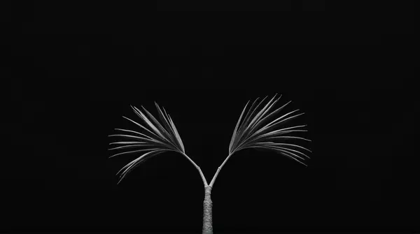 Black and white image of a slim branch arrangement with arching limbs against a dark backdrop
