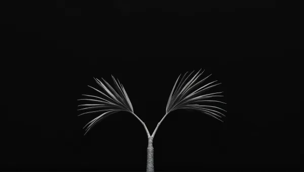 Monochrome Slim Branch Arrangement On Black