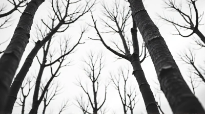 Monochrome Tall Trees With Textured Bark And Twigs
