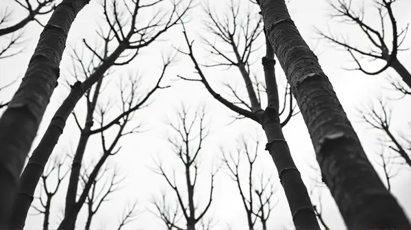 Black and white photo of tall trees showing detailed bark and twigs against a soft sky from a low angle
