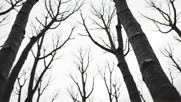 Monochrome Tall Trees With Textured Bark And Twigs
