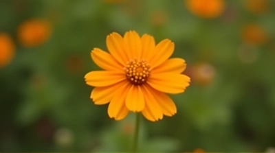 Orange Flower Macro With Tilt-Shift Blur