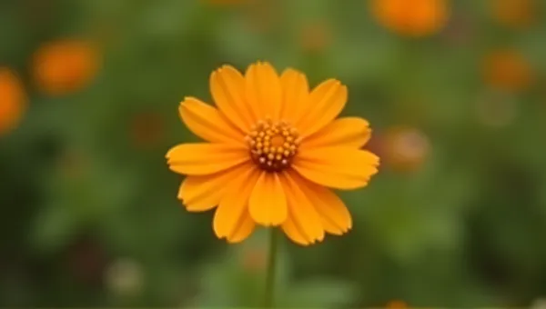 Orange Flower Macro With Tilt-Shift Blur