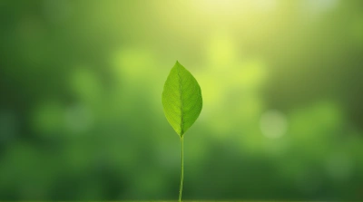 Ovate Emerald Leaf Highlighted by Soft Sunlight