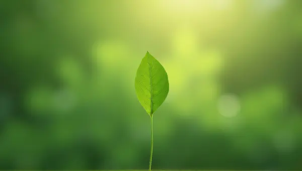 Ovate Emerald Leaf Highlighted by Soft Sunlight