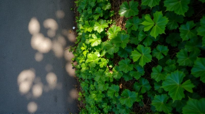 Overhead Emerald Foliage With Sunlight On Path