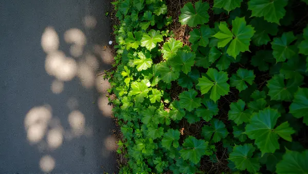 Overhead Emerald Foliage With Sunlight On Path
