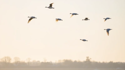 Pale Birds Flying Over Pastel Sky With Trees
