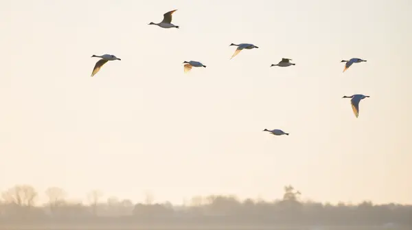 Pale Birds Flying Over Pastel Sky With Trees