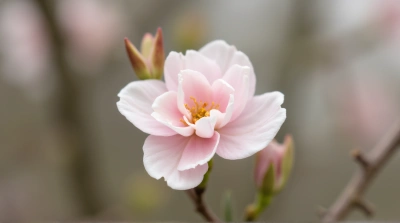Pale Blossom Petals Detailed Texture Focus