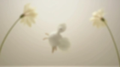 Pale Feathered Creature Gliding Gracefully