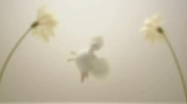 Pale Feathered Creature Gliding Gracefully