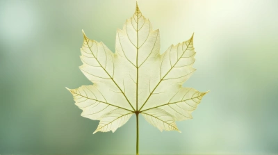 Pale Foliage Detail Pattern Texture
