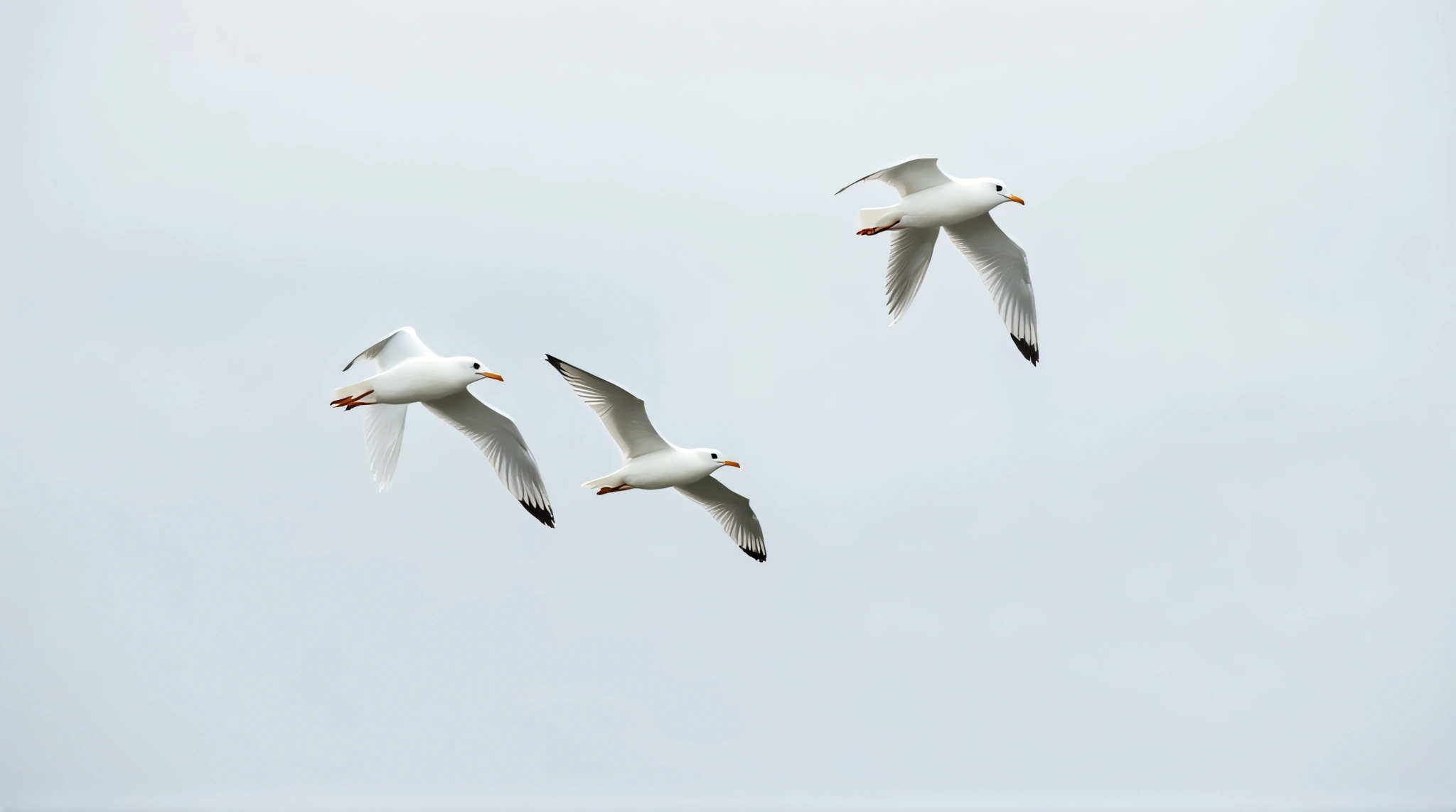Pale Gulls Gliding Midair With Extended Wings