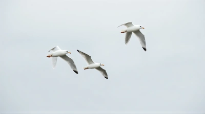 Pale Gulls Gliding Midair With Extended Wings