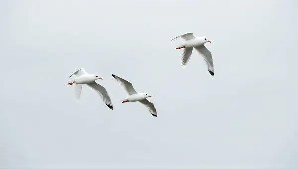 Pale Gulls Gliding Midair With Extended Wings
