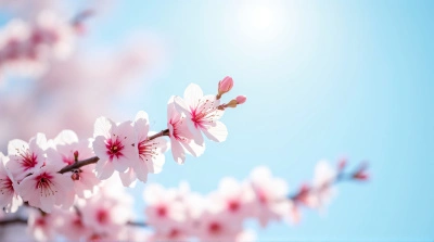 Pale Pink Flowering Branches With Sunlight