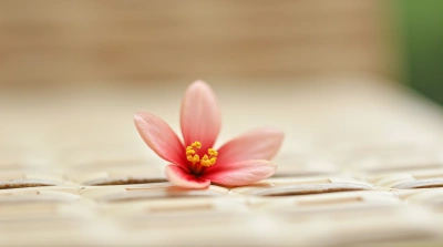 Pale Red Blossom On Woven Surface Closeup