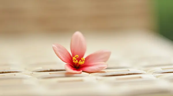 Close-up of a pale red blossom resting on a smooth woven surface under natural light