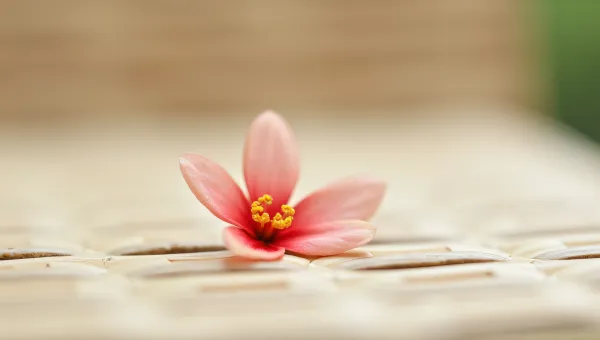 Pale Red Blossom On Woven Surface Closeup