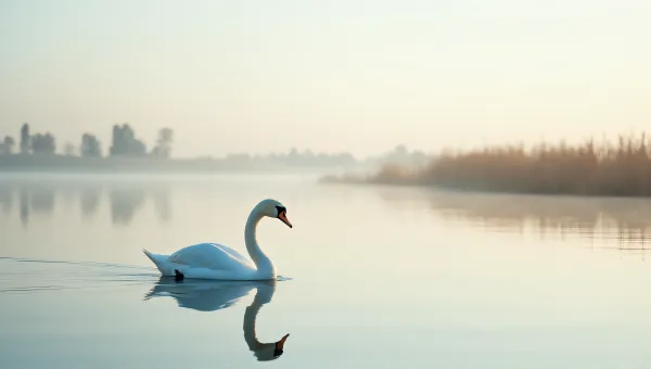 Pale Swan Swimming On Glassy Lake At Sunrise