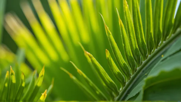 Palm Frond Close-Up With Serrated Edges Texture
