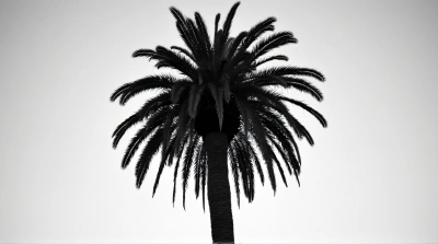 Palm Tree Silhouette With Detailed Fronds