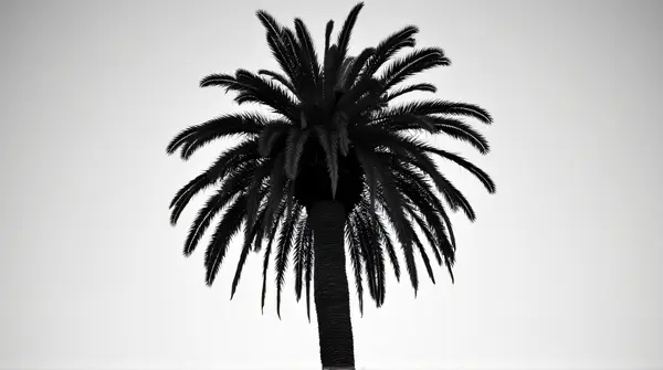 Monochrome image of a tall palm silhouette with detailed fronds and textured bark viewed from below against a blurred sky