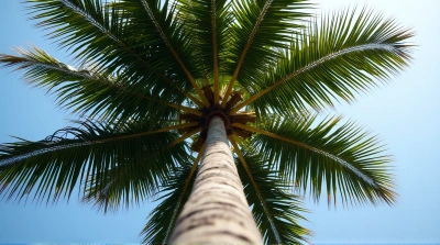 Palm Tree Textured Trunk Under Clear Sky
