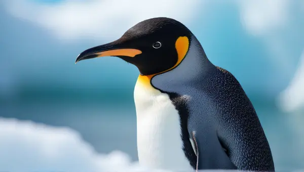 Penguin Close-Up Showing Textured Feathers And Beak