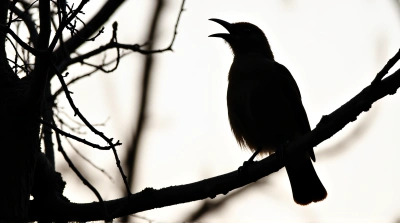 Perched Animal Silhouette With Textured Branches