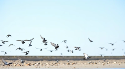 Pigeons Flying Low Over Pebbled Shoreline