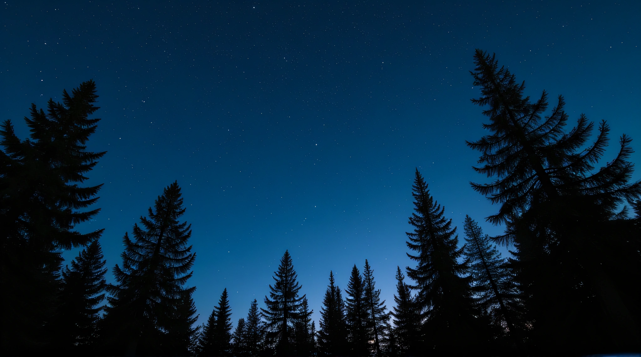 Pine Trees Under Star-Filled Night Sky