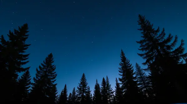 Pine Trees Under Star-Filled Night Sky