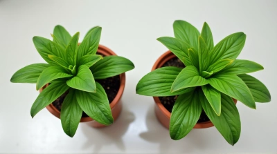 Potted Plants With Lush Foliage On Smooth Surface