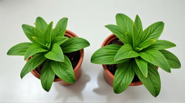 Two potted plants with lush leaves arranged symmetrically on a smooth surface, highlighting detailed leaf texture.