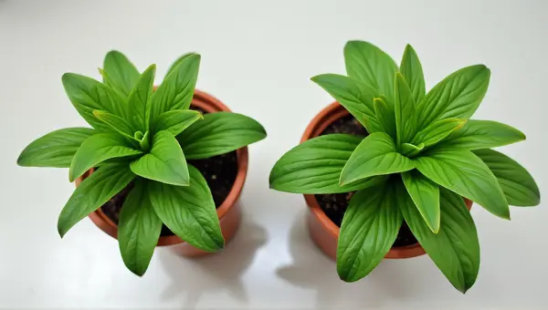 Potted Plants With Lush Foliage On Smooth Surface