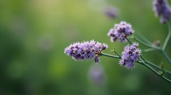Purple Clustered Blossoms Textured Close-Up