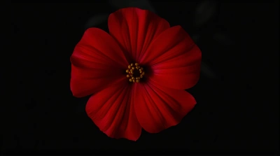 Red Bloom Symmetry Against Dark Background