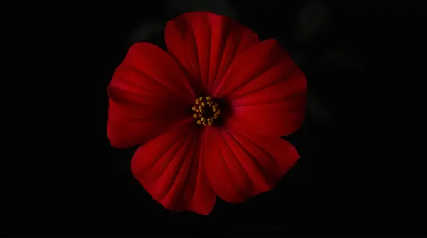 Single red bloom with vibrant scarlet petals unfolding symmetrically on a dark background.