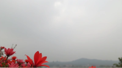 Red Blossom Close-Up Against Gray Sky Background
