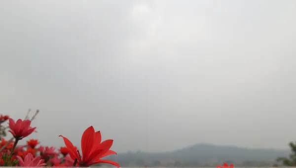 Red Blossom Close-Up Against Gray Sky Background